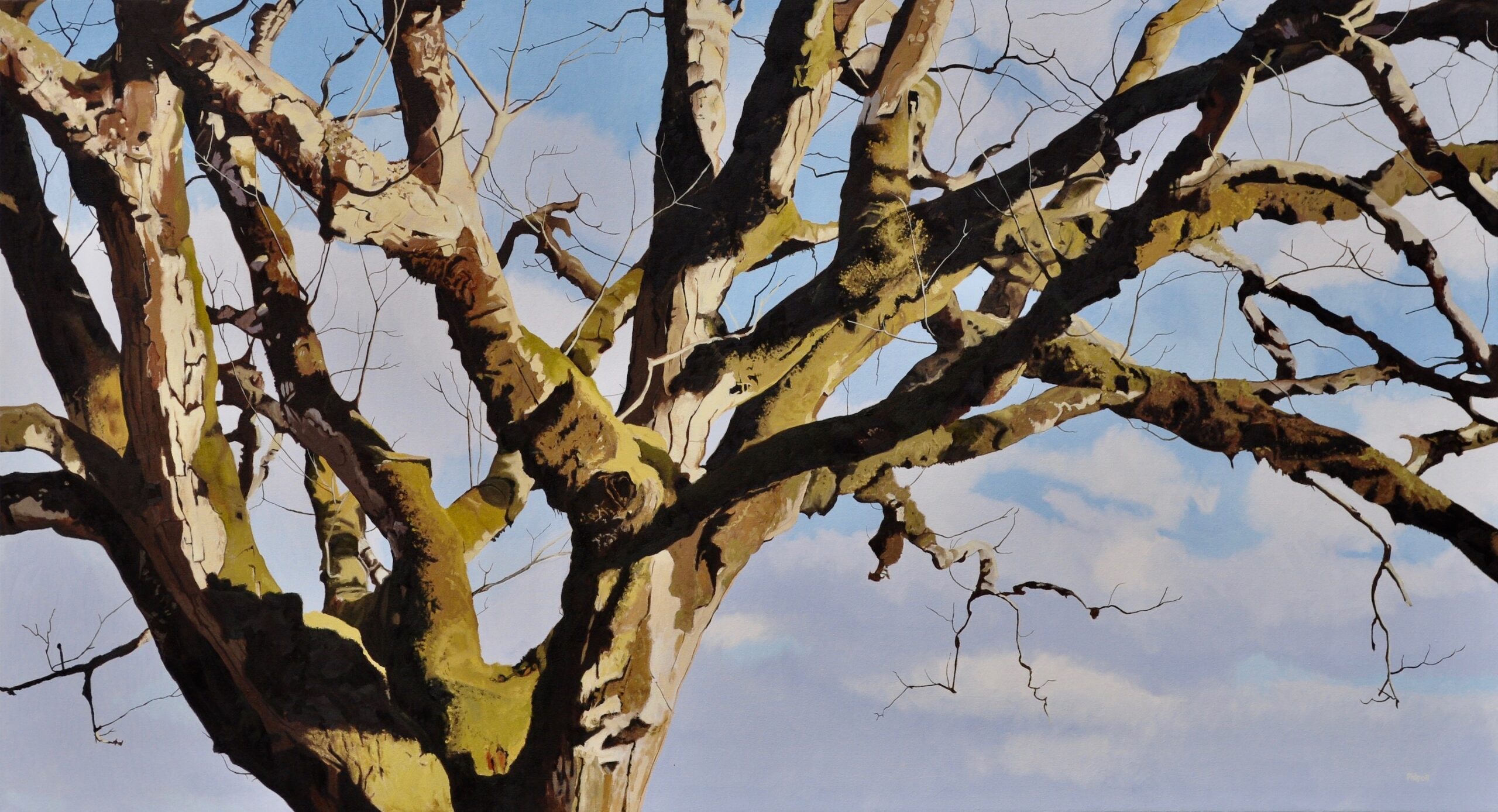 Big Tree, oil on canvas, 36x66
